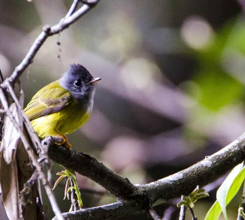 Sikkim - Bird Watching Tour
