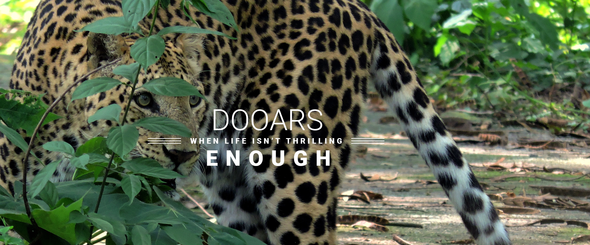 Dooars